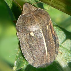 Eurygaster austriaca